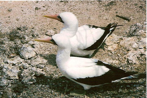 Nazca Boobies Isla Isabela, Galapagos, Ecuador (2005). White with black in feathers and tail. Darker foot. Yellow beak.
Nesting and fishing in many of the islands. In rocky shores. Ecuador,Geotagged,Nazca Booby,Sula granti