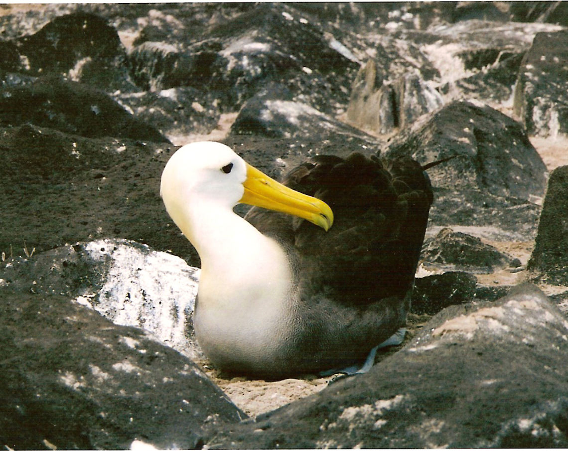 Galapagos (Waved) Albatross Isla Espa&ntilde;ola, Galapagos, Ecuador (2005).<br />
These are medium-sized albatrosses, measuring about 86&ndash;90 cm (34&ndash;35 in) long, weighing in at 3.4 kg (7.5 lb), and having a wingspan 2.25m or 7.4 ft. They are distinctive for their yellowish-cream neck and head, which contrasts with their mostly brownish bodies. Even more distinctive is the very long, bright yellow bill, which looks disproportionately large in comparison to the relatively small head and long, slender neck. They also have chestnut brown upper parts and underparts, except for the breast, with fine barring, a little coarser on the rump. They have brown upper-wings, back, and tail, along with a whitish breast and underwings. Their axillaries are brown. Finally they have blue feet. Juveniles are similar to adults except for more white on their head. Chicks have brown fluffy feathers. The lifespan of this species may reach 40 to 45 years.<br />
When they forage, the Waved Albatross follow straight paths to a single site off the coast of Peru, about 1,000 km (620 mi) distant to the east. During the non-breeding season, these birds reside primarily in the areas of the Ecuador and Peruvian coasts. I only saw one colony of breeding birds in the island of Espa&ntilde;ola. Ecuador,Geotagged,Phoebastria irrorata,Waved albatross