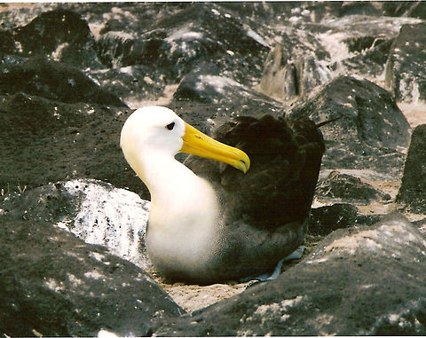 Galapagos (Waved) Albatross Isla Espa&ntilde;ola, Galapagos, Ecuador (2005).
These are medium-sized albatrosses, measuring about 86&ndash;90 cm (34&ndash;35 in) long, weighing in at 3.4 kg (7.5 lb), and having a wingspan 2.25m or 7.4 ft. They are distinctive for their yellowish-cream neck and head, which contrasts with their mostly brownish bodies. Even more distinctive is the very long, bright yellow bill, which looks disproportionately large in comparison to the relatively small head and long, slender neck. They also have chestnut brown upper parts and underparts, except for the breast, with fine barring, a little coarser on the rump. They have brown upper-wings, back, and tail, along with a whitish breast and underwings. Their axillaries are brown. Finally they have blue feet. Juveniles are similar to adults except for more white on their head. Chicks have brown fluffy feathers. The lifespan of this species may reach 40 to 45 years.
When they forage, the Waved Albatross follow straight paths to a single site off the coast of Peru, about 1,000 km (620 mi) distant to the east. During the non-breeding season, these birds reside primarily in the areas of the Ecuador and Peruvian coasts. I only saw one colony of breeding birds in the island of Espa&ntilde;ola. Ecuador,Geotagged,Phoebastria irrorata,Waved albatross