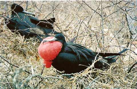 Magnificent Frigate Isabela Island, Galapagos, Ecuador (2005). Frigate birds are a very common sight in the Galapagos Islands, both in flight and nesting on land. Is difficult to say whether these are magnificent or minor frigates. Both species look alike and both are present in these islands. Juveniles have white head and neck, females are mostly black and the males have a scarlet throat pouch which is inflated like a balloon in the breeding season. They are big: 100 cm (39 inches) long with a 215 cm (85 inch) wingspan for the magnificent species. Ecuador,Fregata magnificens,Geotagged,Magnificent Frigatebird