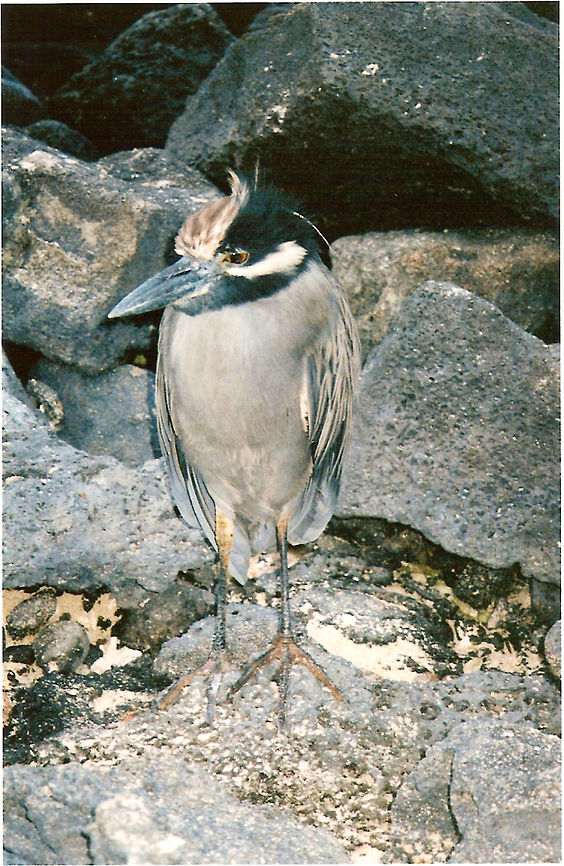 Yellow-crowned night heron This heron was so cute! She was in the rocks of a beach in Floreana island. This species has yellow crest, the eyes brownish red, the head black with a white stripe under the eye that runs the chick. The body is grey.<br />
Rocky shores, in search of crabs.<br />
Photo in Punta Cormoran. Ecuador,Geotagged,Nyctanassa violacea,Yellow-crowned night heron