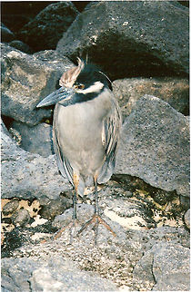 Yellow-crowned night heron This heron was so cute! She was in the rocks of a beach in Floreana island. This species has yellow crest, the eyes brownish red, the head black with a white stripe under the eye that runs the chick. The body is grey.
Rocky shores, in search of crabs.
Photo in Punta Cormoran. Ecuador,Geotagged,Nyctanassa violacea,Yellow-crowned night heron