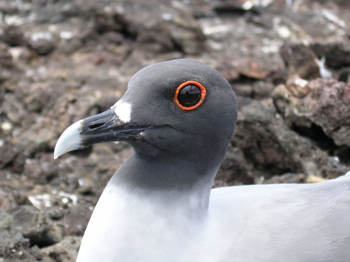 Swallow-Tailed Gull Isla Isabela, Galapagos, 2005.<br />
In the breeding season, the adult has a black plumaged head and a bright red fleshy rim around each eye. Outside the breeding season, the head is white and the eye rim becomes black. It has a grayish upper breast, gray mantle, and black wingtips.<br />
Habitat: Rocks and cliffs at the islands of Galapagos. Creagrus furcatus,Ecuador,Geotagged,Swallow-tailed gull