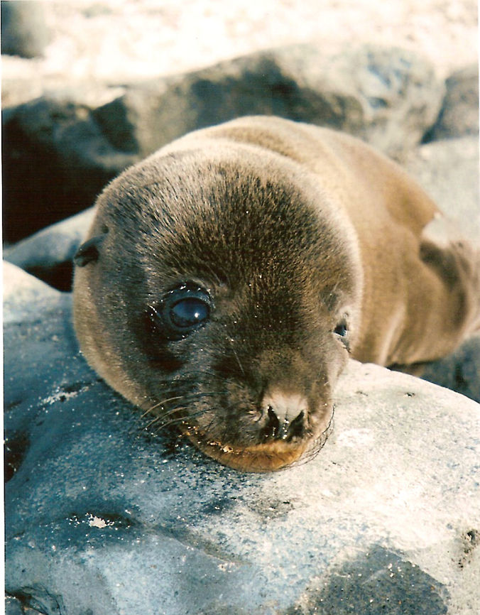 Galapagos Sea Lion Seen in Isla Española, Galapagos, Ecuador (2005). Slightly smaller than their Californian relatives, Galápagos sea Lions range from 150 to 250 cm in length and weigh between 50 to 400 kg, with the males averaging larger than females. Adult males also tend to have a thicker, more robust neck, chest, and shoulders in comparison to their slender abdomen. Females have a longer, more slender neck and thick torso. Once sexually mature, a male’s sagittal crest enlarges, forming a small, characteristic bump-like projection on their forehead. Galápagos sea lions, compared to California sea lions, have a slightly smaller sagittal crest and a shorter muzzle. Adult females and juveniles lack this physical characteristic altogether with a nearly flat head and little or no forehead.<br />
Habitat: All over the Galapagos Islands. You can find them both in the water and in the sand beaches and rocky shores. Beware of getting in between males fights while wading in the water. Females and youngsters come to play and can fake biting your feet (sometimes is not so fake!) Ecuador,Galápagos sea lion,Geotagged,Zalophus wollebaeki