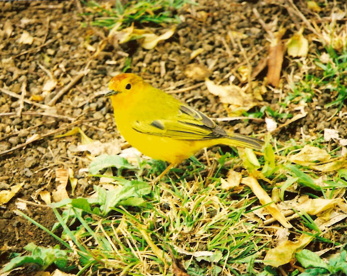 American Yellow Warbler Isla Isabela, Galapagos, Ecuador (2005).<br />
Males have bright yellow color with red cap and dark brown in the wings and tail feathers. This one should not have been much more than 10-15 cm in size.<br />
Habitat: In this case it was found at the top hills of a volcano area in Isabela Island. But they migrate great distances and can be found in North America as well. Ecuador,Geotagged,Setophaga petechia,Yellow Warbler