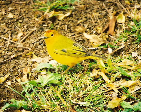 American Yellow Warbler Isla Isabela, Galapagos, Ecuador (2005).
Males have bright yellow color with red cap and dark brown in the wings and tail feathers. This one should not have been much more than 10-15 cm in size.
Habitat: In this case it was found at the top hills of a volcano area in Isabela Island. But they migrate great distances and can be found in North America as well. Ecuador,Geotagged,Setophaga petechia,Yellow Warbler
