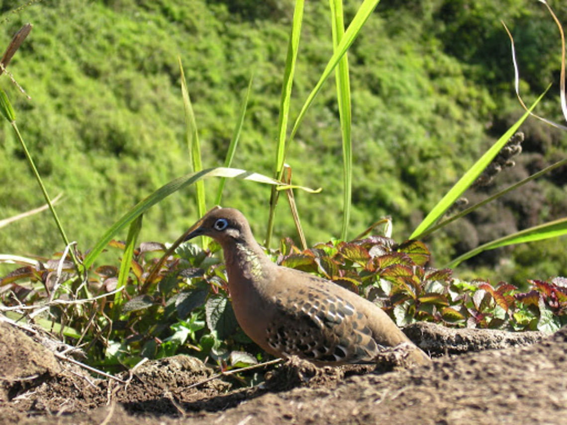 Galapagos Dove Isla Santa Cruz, Galapagos, Ecuador (2005). Endemic to the Galapgos it has dark reddish-brown upperparts, a pinkish neck and breast, a buffy-coloured belly, and brown wings, streaked with white and black. The primary flight feathers are black, fringed with white borders, and the underwing is a dark bluish-grey. The tail is dark brown, with grey edges, a black bar near the end, and a grey bar at the tip. The dove&rsquo;s legs and feet are bright red. The head is particularly striking, with a long, black beak and dark eye, contrasting with the bright blue eye ring, and the creamy white stripe. Ecuador,Gal&aacute;pagos dove,Geotagged,Zenaida galapagoensis