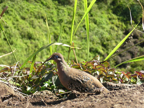 Galapagos Dove Isla Santa Cruz, Galapagos, Ecuador (2005). Endemic to the Galapgos it has dark reddish-brown upperparts, a pinkish neck and breast, a buffy-coloured belly, and brown wings, streaked with white and black. The primary flight feathers are black, fringed with white borders, and the underwing is a dark bluish-grey. The tail is dark brown, with grey edges, a black bar near the end, and a grey bar at the tip. The dove&rsquo;s legs and feet are bright red. The head is particularly striking, with a long, black beak and dark eye, contrasting with the bright blue eye ring, and the creamy white stripe. Ecuador,Gal&aacute;pagos dove,Geotagged,Zenaida galapagoensis