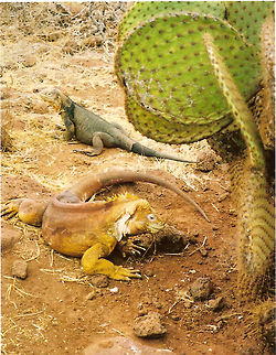 Galapagos Land Iguana Isla Isabela, Galapagos, Ecuador (2005). The male is the yellow colored one. Conolophus subcristatus,Ecuador,Galapagos land iguana,Geotagged