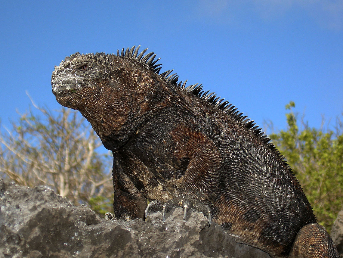 Marine Iguana Isla Santa Cruz, Galapagos, Ecuador (2005).<br />
The marine iguana lives on land but feeds in the sea, grazing on a variety of seaweed &ndash; on exposed rocks, in subtidal areas, or by diving deeper into the cold seawater. This habit, totally unique in iguanas and in fact all lizard species of the world, provides them with an abundant food source. However, they cannot withstand the cold temperatures of the sea for too long and must pull out on land to warm up.        Amblyrhynchus cristatus,Ecuador,Geotagged,Marine iguana,Spring