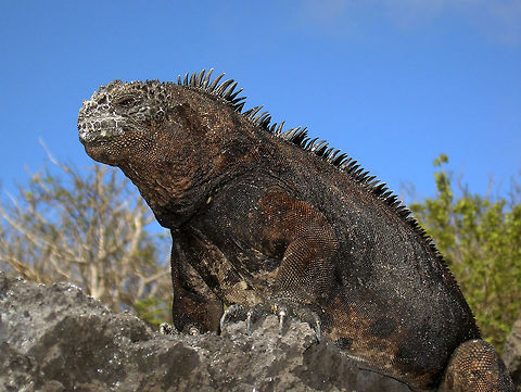 Marine Iguana Isla Santa Cruz, Galapagos, Ecuador (2005).
The marine iguana lives on land but feeds in the sea, grazing on a variety of seaweed &ndash; on exposed rocks, in subtidal areas, or by diving deeper into the cold seawater. This habit, totally unique in iguanas and in fact all lizard species of the world, provides them with an abundant food source. However, they cannot withstand the cold temperatures of the sea for too long and must pull out on land to warm up.        Amblyrhynchus cristatus,Ecuador,Geotagged,Marine iguana,Spring