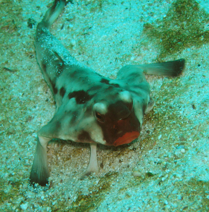 Red-lipped batfish Galapagos, Ecuador (2005).This is a very funny looking fish. It reptates by the sandy bottom and is endemic of Galapagos Islands. it can be seen after a certain depth. It has fins that look like arms, thick red colored lips, and the pattern as shown in the pictures. Is a nice sighting when scuba diving in the Galapagos. I saw this one while diving around Isla Genovesa.<br />
Habitat: Sandy bottoms of the seas around Galapagos Islands     Ecuador,Geotagged,Ogcocephalus darwini,Red-Lipped Batfish,Spring