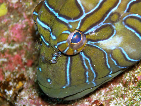 Hyeroglyphic hawkfish Galapagos (2005). The giant hawkfish has olive skin tone sporting blue and orange stripes or bars. Usually remaining motionless, it inhabits large boulders and rocky outcroppings at offshore islands.
This pic was made by my then dive buddy F. Castaño. We shared the camera for pics during this trip.  Cirrhitus rivulatus,Ecuador,Fall,Geotagged,Giant hawkfish,Spring