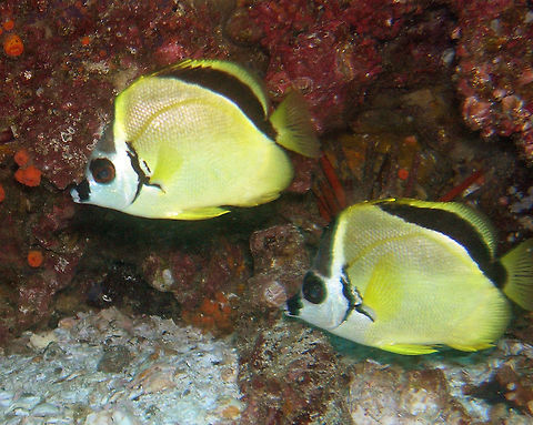 Barberfish Galapagos, Ecuador (2005).  
This butterfly fish has a silvery-yellow, compressed body, and grows to around 20 cm (8.0 in). It has black bands along the base of its dorsal fin, and on its snout and forehead. It has a small protractile mouth with a black, burglar-like mask around its eyes, brush-like teeth.   Ecuador,Geotagged,Johnrandallia nigrirostris,Spring