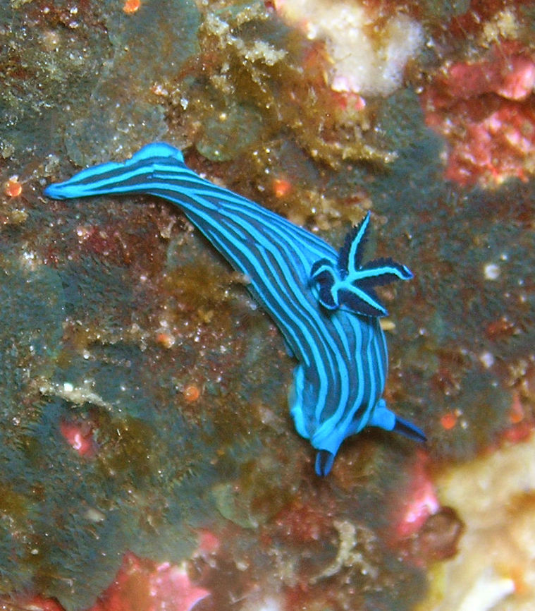 Tambja mullineri Galapagos, Ecuador (2005).<br />
Endemic and only found in the Galapagos Islands. Body dark blue with a pattern of lighter blue longitudinal bands. The blue bands are outlined with a thin dark blue black edge. The 5 gill lamellae are dark blue and the broad outer face of each gill is the same lighter blue as the longitudinal bands on the body. There is a thin light blue line up the inside edge of each gill. The rhinophore leaflets are light blue with a dark blue band uo the anterior and posterior midlines. Ecuador,Geotagged,Spring,Tambja mullineri,nudibranch