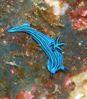 Tambja mullineri Galapagos, Ecuador (2005).
Endemic and only found in the Galapagos Islands. Body dark blue with a pattern of lighter blue longitudinal bands. The blue bands are outlined with a thin dark blue black edge. The 5 gill lamellae are dark blue and the broad outer face of each gill is the same lighter blue as the longitudinal bands on the body. There is a thin light blue line up the inside edge of each gill. The rhinophore leaflets are light blue with a dark blue band uo the anterior and posterior midlines. Ecuador,Geotagged,Spring,Tambja mullineri,nudibranch