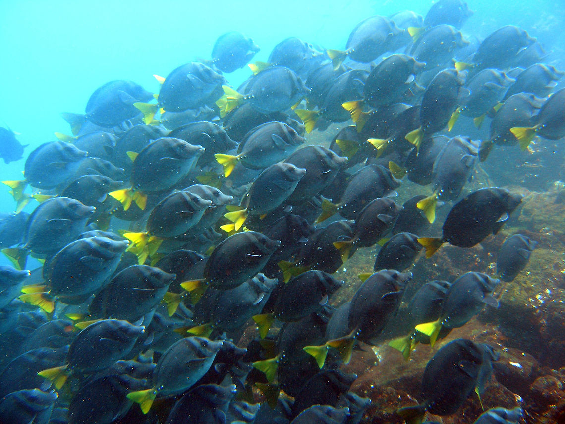 Razor Surgeonfish Galapagos (2005). Also called yellow-tailed surgeonfishes. You can see big schools of these all over Galapagos. Ecuador,Geotagged,Prionurus laticlavius,Spring