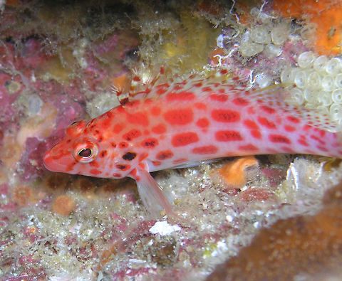 Coral/Pixie hawkfish Galapagos, Ecuador (2005). 
It can reach 10 cm and is freckled with red tonality and has spiny dorsal fin. Cirrhitichthys oxycephalus,Ecuador,Geotagged,Spring