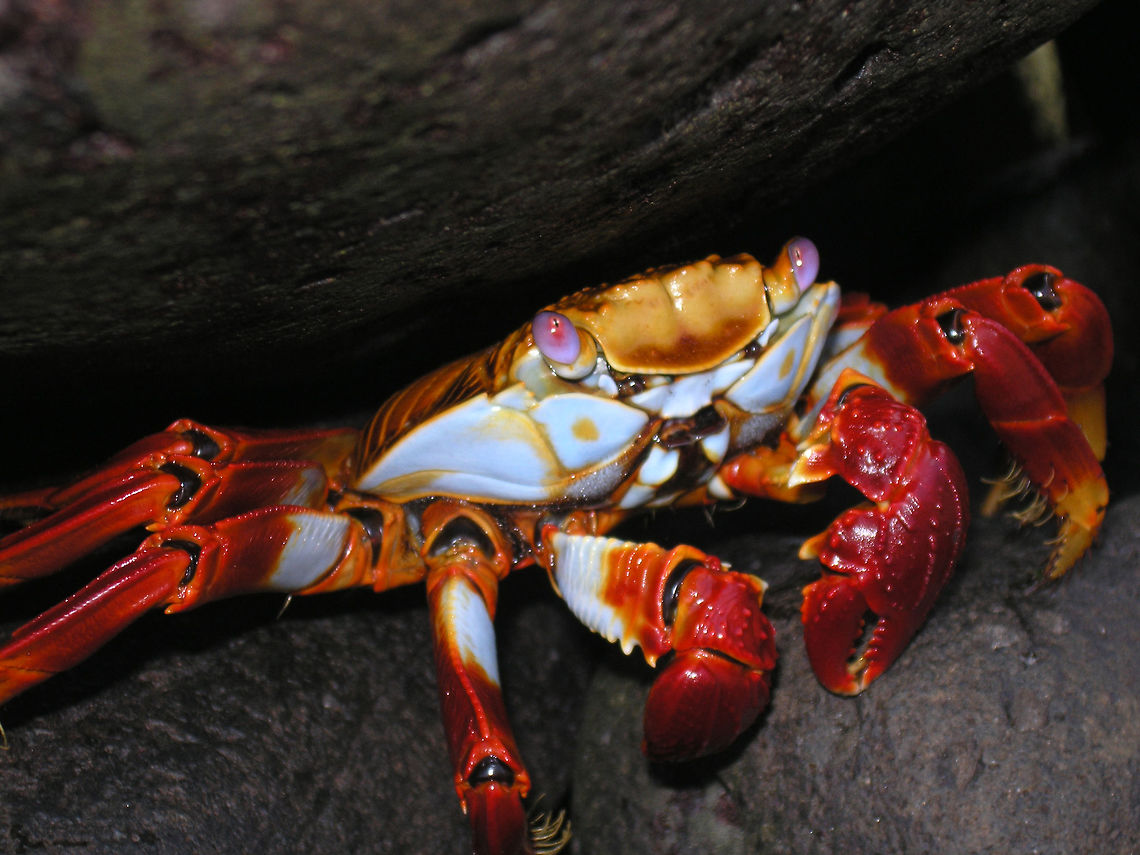 Sally light-foot crab Galapagos, Ecuador (2005). <br />
This crab has a round, flat carapace, slightly longer than 8 cm (3.1 in). Adults are quite variable in colour; some are muted brownish-red, some mottled or spotted brown, pink,or yellow.     Ecuador,Geotagged,Grapsus grapsus,Spring