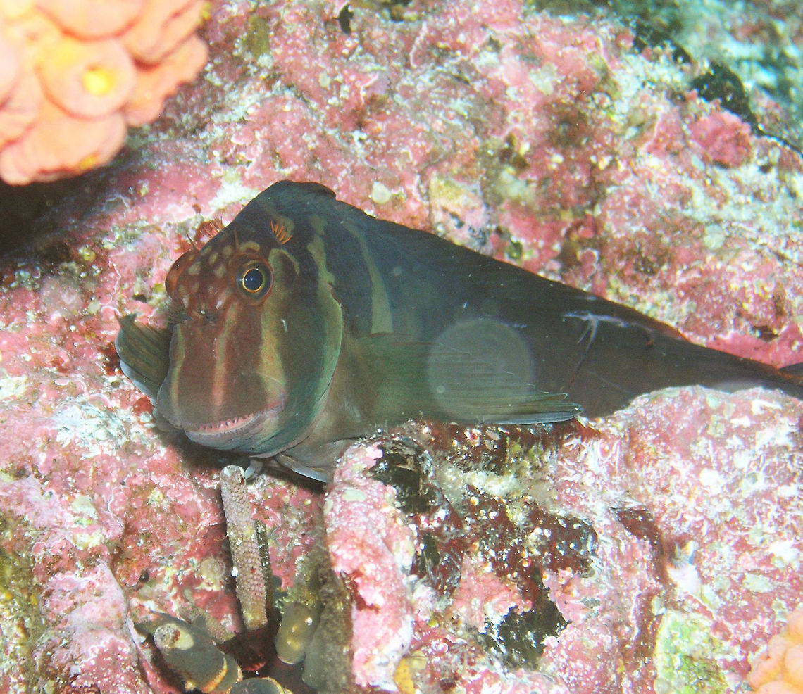Large-banded blenny Galapagos, Ecudor (2005).<br />
Is a type of combtooth blenny abundant in the Galapagos. It has a blunt head and large eyes, and a funny-looking face. The body is compressed, elongated, and scaleless. As their name would suggest, combtooth blennies are noted for the comb-like teeth lining their jaws.        Ecuador,Geotagged,Ophioblennius steindachneri,Spring