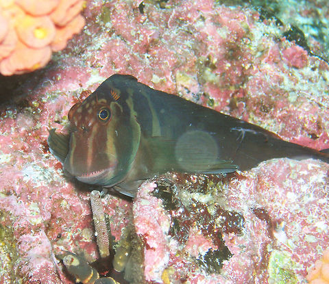 Large-banded blenny