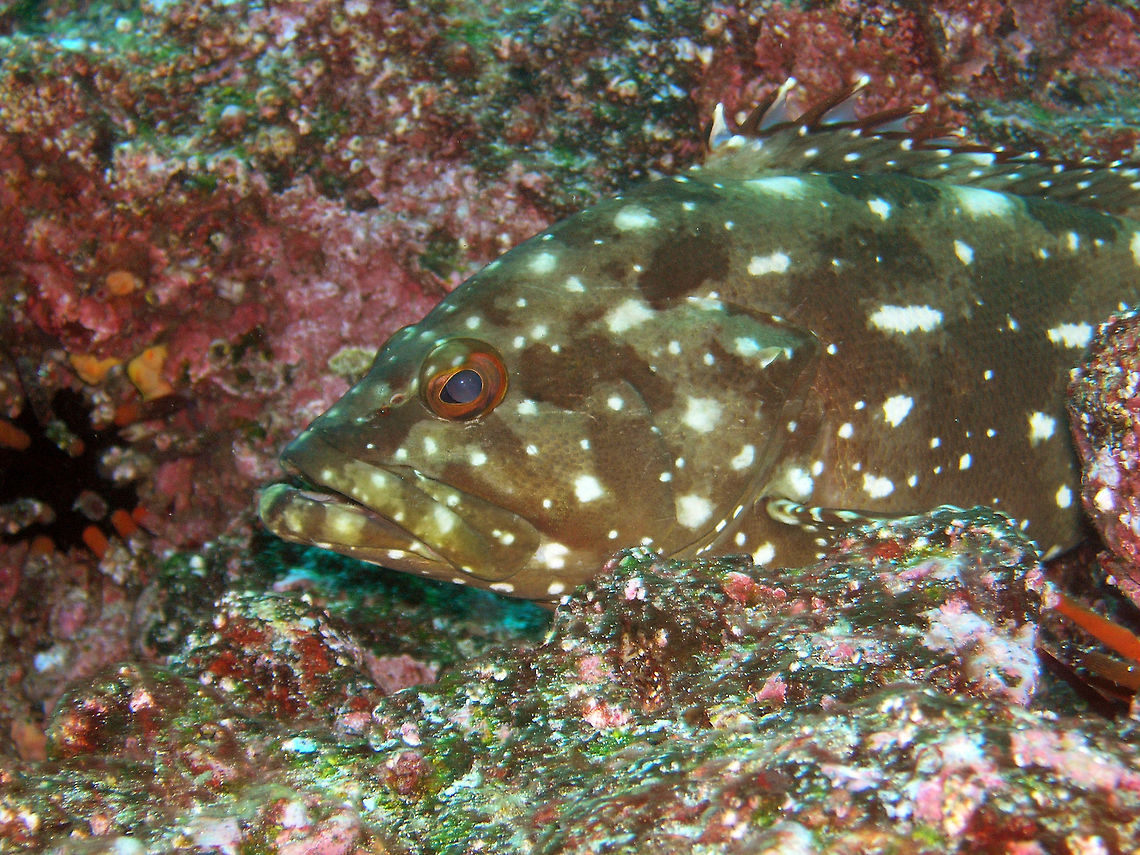 Flag Cabrilla Galapagos, Ecuador (2005).<br />
The starry grouper is medium sized fish which grows up to 60 cm. It is generally olive-green to red-brown with scattered irregular white spots and blotches. Tips of each spine from the dorsal fin is bright white. The inside of the mouth is reddish.     Ecuador,Epinephelus labriformis,Geotagged,Spring,Starry grouper (Epinephelus labriformis)