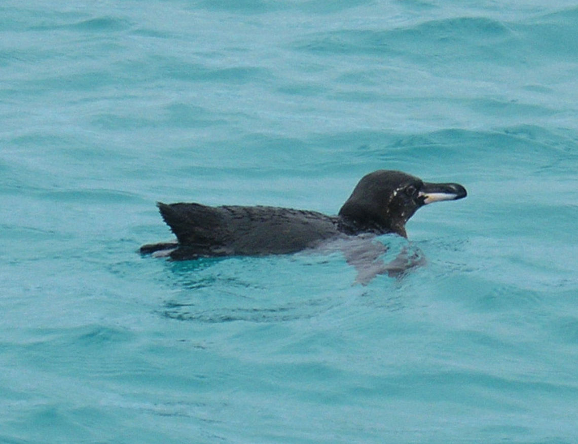 Galapagos Penguin  Galapagos, Ecuador (2005). These I saw in the Island Bartolomeo where I did snorquel with them around and could see how they hunted sardines underwater. The water was like 16 C but the view was worth the cold!<br />
Gal&aacute;pagos penguins have a black head with a white border running from behind the eye, around the black ear-coverts and chin, to join on the throat. They have black-grey upperparts and whitish underparts, with two black bands across the breast, the lower band extending down the flanks to the thigh. Juveniles differ in having a wholly dark head, greyer on side and chin, and no breast-band. The female penguins are smaller than the males. They can get up to 50 cm tall. Ecuador,Galapagos penguin,Geotagged,Spheniscus mendiculus,Spring
