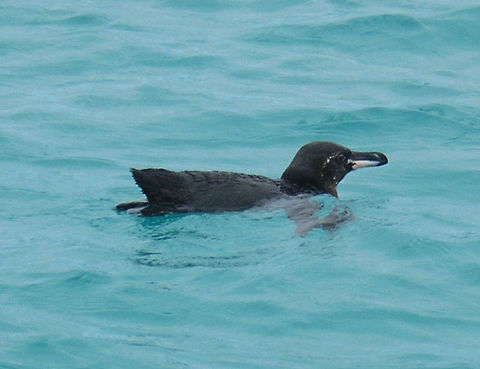 Galapagos Penguin  Galapagos, Ecuador (2005). These I saw in the Island Bartolomeo where I did snorquel with them around and could see how they hunted sardines underwater. The water was like 16 C but the view was worth the cold!
Gal&aacute;pagos penguins have a black head with a white border running from behind the eye, around the black ear-coverts and chin, to join on the throat. They have black-grey upperparts and whitish underparts, with two black bands across the breast, the lower band extending down the flanks to the thigh. Juveniles differ in having a wholly dark head, greyer on side and chin, and no breast-band. The female penguins are smaller than the males. They can get up to 50 cm tall. Ecuador,Galapagos penguin,Geotagged,Spheniscus mendiculus,Spring