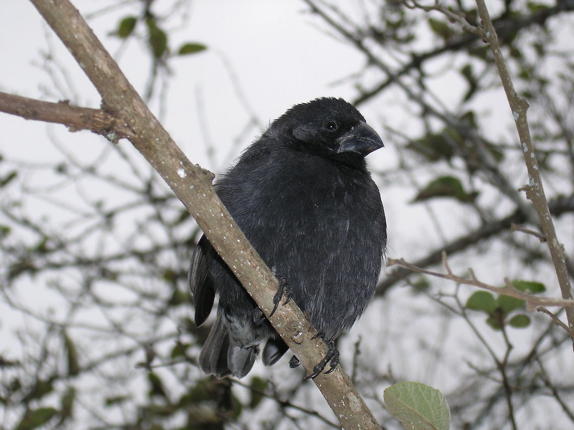 Small ground finch (Geospiza_fuliginosa) Isla Floreana in Galapagos, Ecuador (2005).<br />
The small ground finch is one of Darwin's finches, a group of closely related birds which evolved on the Gal&aacute;pagos Islands. Up to 11 cm, the male is black with white-tipped undertail coverts, while the female and young are brown with streaked underparts. Ecuador,Geospiza fuliginosa,Geotagged,Small ground finch,Spring