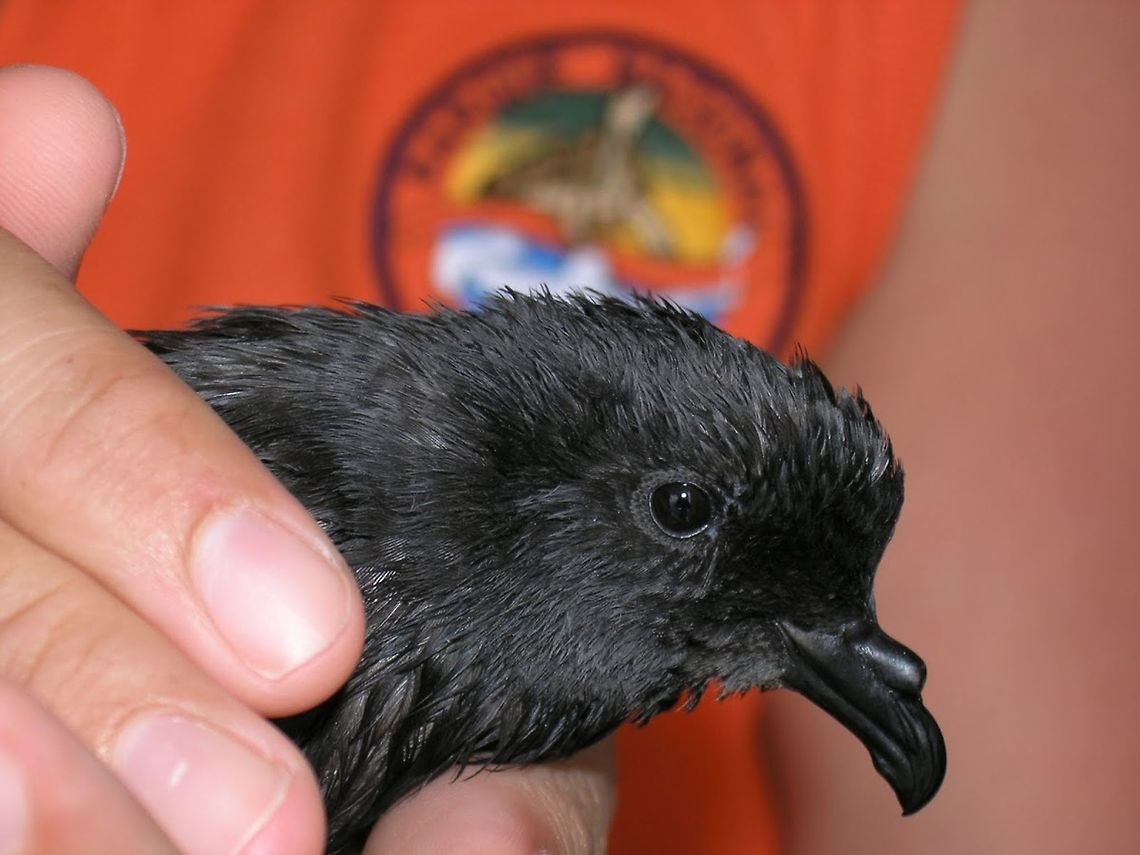 Wedge-rumped storm petrel Galapagos, Ecuador (2005).<br />
This poor petrel knock himself down almost unconscious in our boat the first day we started the tour. We took care of him fow a couple of days and then we released him in an island... I really hope he made it.<br />
You can see the nostrils fused into a small tube on top of the beak. These and other sea birds have this structure to hold nasal glands that remove the excess salt from the water. Also, the storm petrel&#039;s large nasal olfactory bulbs facilitate a keen sense of smell,] and the birds themselves have a distinctive musty aroma which can help researchers to locate breeding colonies. Individual petrels recognise their own body scent and can use it to locate their nest in the dark.<br />
Habitat: Open water, oceans. You can see them in the deep ocean far from the islands picking fishes from the surface. Ecuador,Geotagged,Oceanodroma tethys,Wedge-rumped storm petrel