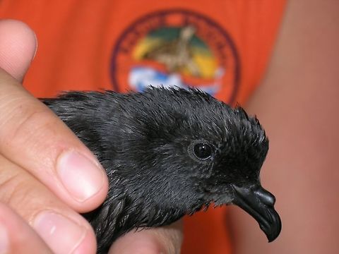 Wedge-rumped storm petrel Galapagos, Ecuador (2005).
This poor petrel knock himself down almost unconscious in our boat the first day we started the tour. We took care of him fow a couple of days and then we released him in an island... I really hope he made it.
You can see the nostrils fused into a small tube on top of the beak. These and other sea birds have this structure to hold nasal glands that remove the excess salt from the water. Also, the storm petrel's large nasal olfactory bulbs facilitate a keen sense of smell,] and the birds themselves have a distinctive musty aroma which can help researchers to locate breeding colonies. Individual petrels recognise their own body scent and can use it to locate their nest in the dark.
Habitat: Open water, oceans. You can see them in the deep ocean far from the islands picking fishes from the surface. Ecuador,Geotagged,Oceanodroma tethys,Wedge-rumped storm petrel
