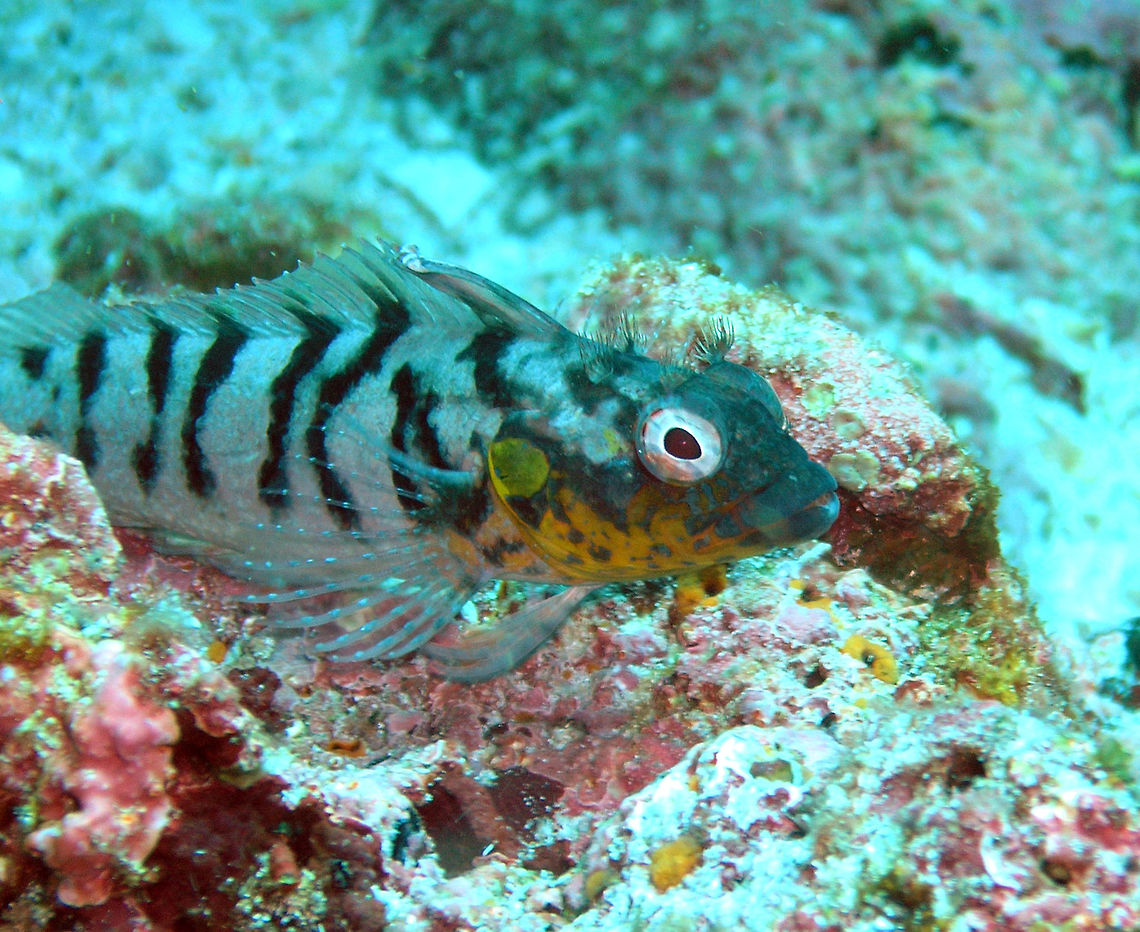 Bravo Clinid Galapagos, Ecuador (2005).  <br />
Is a blenny native to the Galapagos. Witha a yellow blotched chin and black stripes in the body. It can reach 13 cm.       Ecuador,Geotagged,Labrisomus dendriticus,Spring