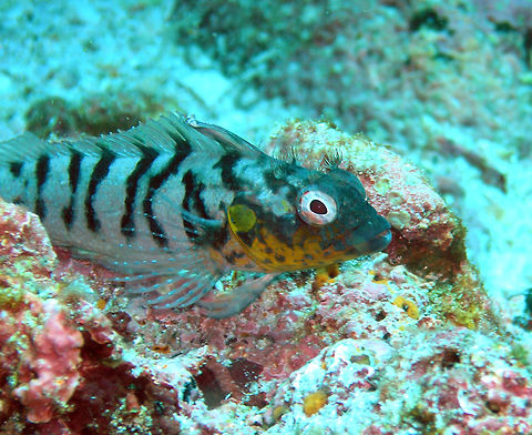 Bravo Clinid Galapagos, Ecuador (2005).  
Is a blenny native to the Galapagos. Witha a yellow blotched chin and black stripes in the body. It can reach 13 cm.       Ecuador,Geotagged,Labrisomus dendriticus,Spring