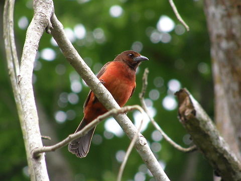 Crimson-back tanager Panama (2007).
This pic was taken in the forests close to Panama City. 
Measuring around 18 cm (7.1 in) in length, the adult male has a silver sheen on its lower mandible. Its whole head and chest are a maroon red, brightening to a bright red on its lower back and abdomen. Its wings and tail are black. The female is duller with blackish underparts Crimson-backed tanager,Geotagged,Panama,Ramphocelus dimidiatus,Summer