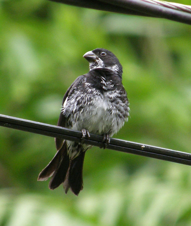 Variable Seed eater (Sporophila_corvina) Panama, 2007.<br />
Seen in the forests near Panama City . The variable seedeater is a small, robust bird black and white-grey with a black conical bill. There is subsp. variability in the area. It is 10.5 cm (4.1 in) long. Females are olive-brown above, paler below, and have white wing linings like the male.  Geotagged,Panama,Sporophila corvina,Summer,Variable seedeater