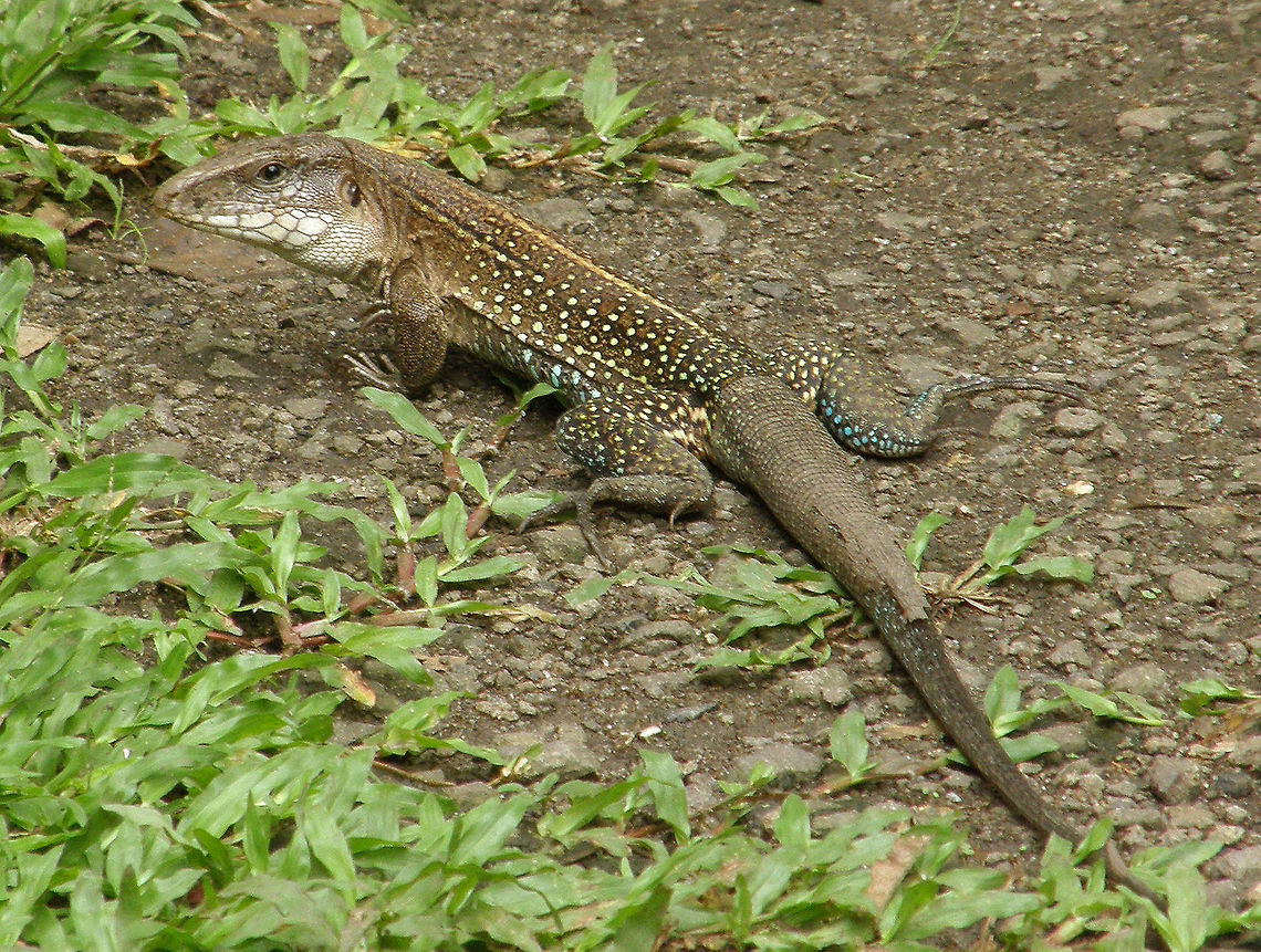 Giant Ameiva Panama, forests near Panama City (2007). <br />
Ameiva ameiva has a streamlined body, pointed head, slightly forked tongue, and muscular hind legs. They grow to approximately 45&ndash;50 cm (18&ndash;20 in). Both sexes have random black specs and mottling along the sides. Females usually have much less green than males and a more dusty of a green color. Males have vibrant green coloration and more bold mottling. Males also have more expanded jowls. Green ameivas are popular as a pet because of the male's striking green coloration. I guess this one is a female.      Ameiva ameiva,Geotagged,Panama,Summer