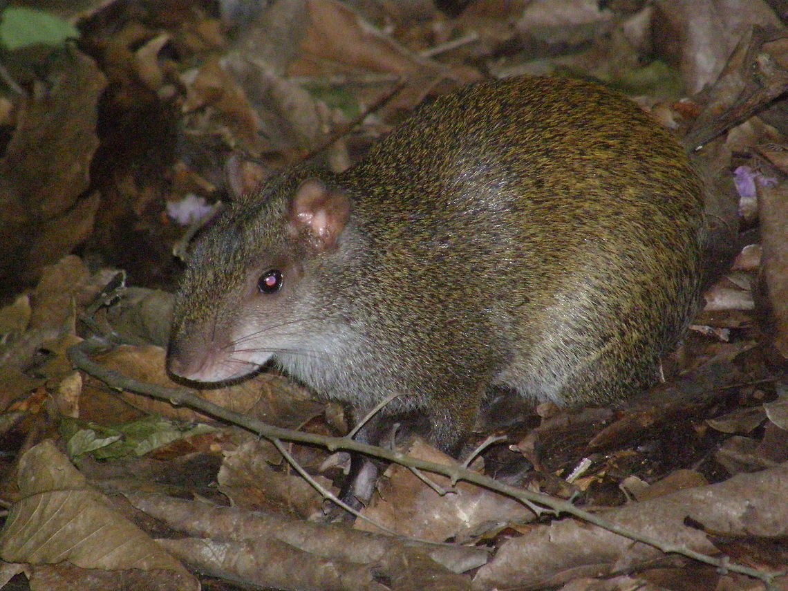 Central American Agouti Panama (2007).<br />
Agoutis are rodents. In this agouti the foreparts are brownish or blackish grizzled with tawny or olivaceous, the mid-body is orange, and the rump is black or cream. Seen in the woods but close to a populated area near Panama City. Central American agouti,Dasyprocta punctata,Geotagged,Panama,Summer