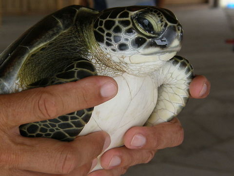 Hawksbill sea turtle San Blas, Panama (2007).
This is a juvenile from the hawksbill sea turtle. This poor one has an initially  sad story with happy ending: we were in an island of the kuna villages in the Caribbean shores of Panama. Fisher men catch them to sell them for cooking. Some tourists bought her in this case only to release her again in the sea. 
Habitat: Caribbean sea waters Eretmochelys imbricata,Geotagged,Hawksbill sea turtle,Panama,Summer