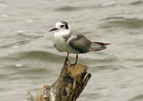 Gull-billed tern San Blas, Panama (2007).
These terns could be either gull-billed juveniles or sandwich terns because they look alike. I think they may rather be gull-billed because the sandwich terns have a yellow tip in their beak that I don&acute;t see in the individuals in my pictures.
Habitat: Shoreline close to the islands of Caribbean side of Panama. Gelochelidon nilotica,Geotagged,Gull-billed tern,Panama,Summer