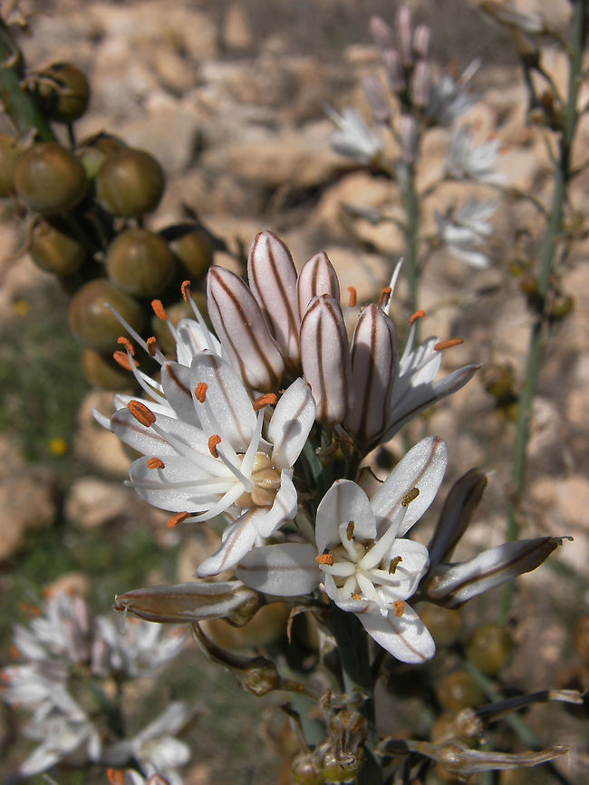 Gamon - Asphodelus cerasiferus Is very similar to A. fistulosus in the flowers but is taller with big brown colored fruits. Each flower is 5 to 12 millimeters wide with six tepals which are generally white or very pale pink with a neat central longitudinal stripe of brown to reddish-purple. The flowers are diurnal, closing at night and in overcast or low-light weather conditions. It is native to the Mediterranean region. It thrives in any area with a Mediterranean climate.<br />
Parque Lagunas de La Mata. Asphodelus cerasiferus,Geotagged,Spain,Spring