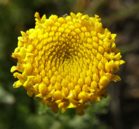Manzanilla Silvestre Laguna de La Mata, Torrevieja, Espa&ntilde;a (2012). It is an annual plant with leaves deeply divided into linear segments. The flowers are yellow, in solitary heads, 1-2 cm in diameter, and have no apparent florets.
Habitat: It is native to the Mediterranean basin (South of France - Eastern Pyrenees, Spain (whole western seaboard), Morocco and Tunisia) and introduced in some countries of Central and Northern Europe (Belgium, Luxembourg, Poland and Ireland) . It is found in roadsides, dry grasslands nitrophilous    Anacyclus valentinus,Geotagged,Spain,Spring