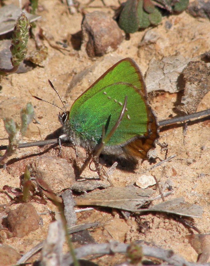 Green Hairstreak Laguna de La Mata, Torrevieja, Espa&ntilde;a (2012).<br />
Family Lycaenidae. Callophrys rubi has a wingspan reaching about 26&ndash;30 millimetres. The upperside of the wings is a uniform dull brown with two paler patches on the male's forewings made up of scent scales. The undersides are a bright green with a thin white line, often reduced to a faint row of dots or even missing altogether. The iridescent green colour of the undersides is a structural colour caused by diffraction and interference of light by microscopic repeating structures in the wing scales. The caterpillars are green with yellow markings along the back. Like other members of the family they are rather sluglike.<br />
Habitat: It is present in wetlands as well as on poor dry meadows, at an elevation of about 0&ndash;2,300 metres. Callophrys rubi,Green Hairstreak