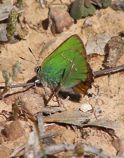 Green Hairstreak Laguna de La Mata, Torrevieja, España (2012).
Family Lycaenidae. Callophrys rubi has a wingspan reaching about 26–30 millimetres. The upperside of the wings is a uniform dull brown with two paler patches on the male's forewings made up of scent scales. The undersides are a bright green with a thin white line, often reduced to a faint row of dots or even missing altogether. The iridescent green colour of the undersides is a structural colour caused by diffraction and interference of light by microscopic repeating structures in the wing scales. The caterpillars are green with yellow markings along the back. Like other members of the family they are rather sluglike.
Habitat: It is present in wetlands as well as on poor dry meadows, at an elevation of about 0–2,300 metres. Callophrys rubi,Green Hairstreak
