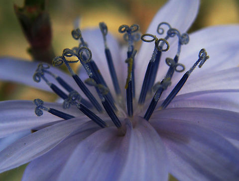 Common Chicory Torrevieja, Espa&ntilde;a (2012).
It is a somewhat woody, perennial herbaceous plant usually with bright blue flowers, rarely white or pink. When flowering, chicory has a tough, grooved, and more or less hairy stem, from 30 to 100 centimetres (10 to 40 in) tall. The leaves are stalked, lanceolate and unlobed. The flower heads are 2 to 4 centimetres (0.79 to 1.6 in) wide, and usually bright blue, rarely white or pink.
Habitat:

It lives as a wild plant on roadsides in its native Europe, and in North America and Australia, where it has become naturalized.
Wild chicory leaves are usually bitter. Their bitterness is appreciated in certain cuisines. It can be used as a substitute of coffee. Cichorium intybus,Common Chicory,Geotagged,Spain,Spring