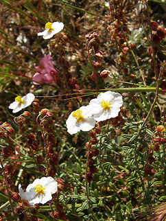 Romerina/Romero macho Laguna De La Mata, Torrevieja, Espa&ntilde;a (2012).
Evergreen shrub, up to 1 m, that gives off an aromatic smell of resin. Can be confused with the rosemary when no flowers are present. Young branches densely pubescent. Inflorescence in cymes with 1-8 flowers umbelliform side. Small flowers. Peduncles, pedicels and calyx usually villous, more or less hirsute, whitish hairs, ovoid calyx with 3 sepals, white petals. Capsule 4-8 mm, opening by 5 valves with stellate hairs.
Habitat: It grows in chalky limestone soils and sandy environments with pines and oak nearby       Cistus clusii,Geotagged,Spain,Spring