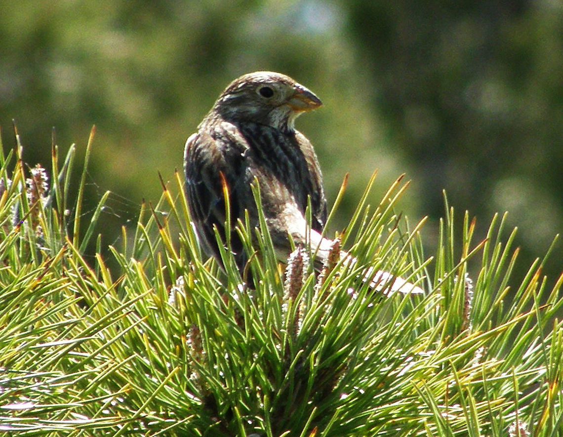 Corn Bunting/Calandria (Spanish) Laguna De La Mata, Torrevieja, España (2012).<br />
This large bulky bunting is 16–19 cm long, with similar plumages for the male and female, and lacks the showy male colours, especially on the head, common in the genus Emberiza. Both sexes look something like larks, with streaked grey-brown above, and whitish underparts.<br />
The song of the male is a repetitive metallic sound, usually likened to jangling keys, which is given from a low bush, fence post or telephone wires. Corn Bunting,Emberiza calandra,Geotagged,Spain,Spring