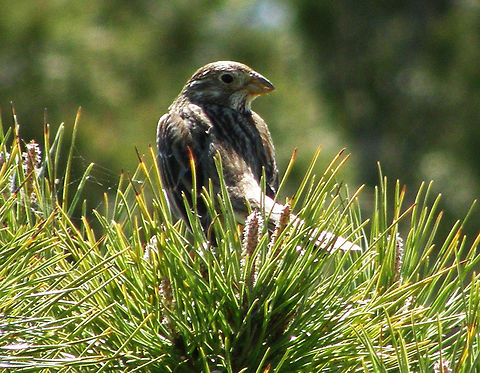 Corn Bunting/Calandria (Spanish) Laguna De La Mata, Torrevieja, Espa&ntilde;a (2012).
This large bulky bunting is 16&ndash;19 cm long, with similar plumages for the male and female, and lacks the showy male colours, especially on the head, common in the genus Emberiza. Both sexes look something like larks, with streaked grey-brown above, and whitish underparts.
The song of the male is a repetitive metallic sound, usually likened to jangling keys, which is given from a low bush, fence post or telephone wires. Corn Bunting,Emberiza calandra,Geotagged,Spain,Spring