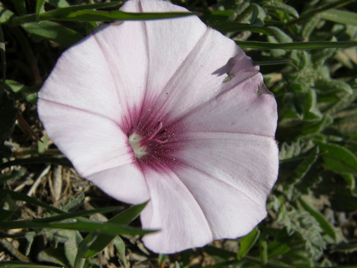 Mallow bindweed/Campanillas Laguna de la Mata, Torrevieja, Espa&ntilde;a (2012). Is a species of morning glory known native to the Mediterranean Basin, but it is occasionally seen in other areas of similar climate. This is a climbing perennial plant with solitary flowers on long peduncles. The flower is a funnel-shaped pink bloom 3 or 4 centimeters wide. The leaves are deeply divided into narrow, fingerlike lobes.<br />
Habitat: Dry grasslands, roadsides. Convolvulus althaeoides,Geotagged,Spain,Spring