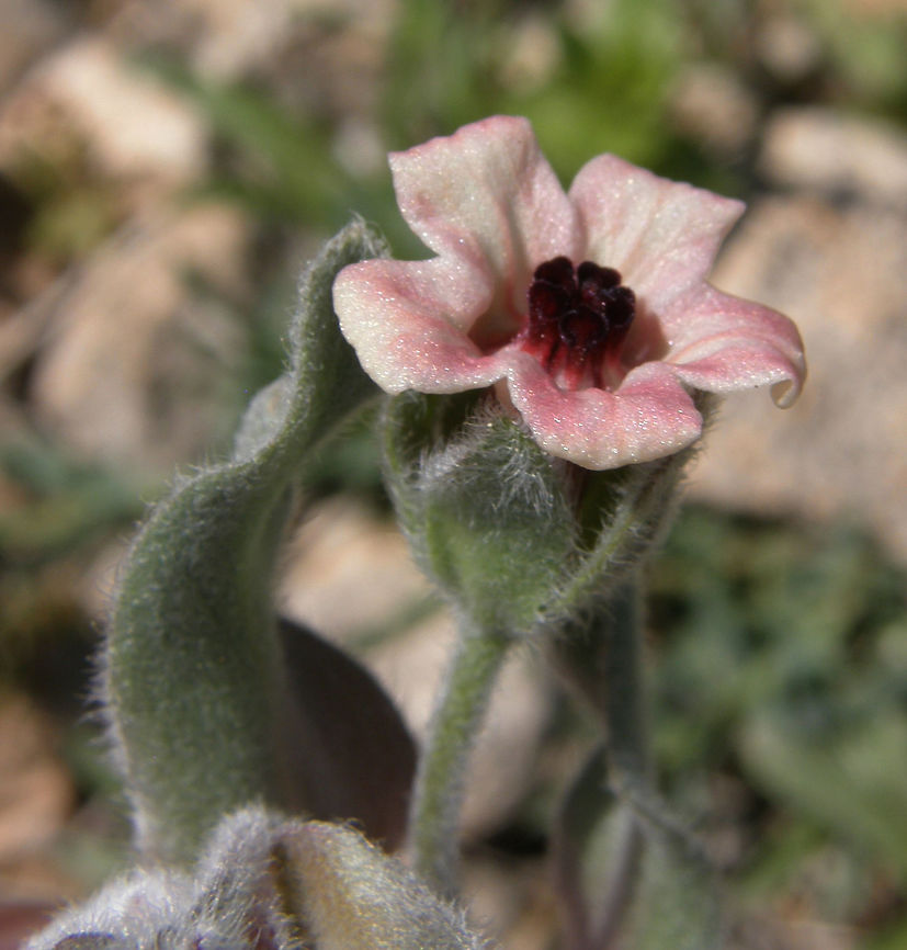 Viniebla de Hoja de Alhelí - Cynoglossum cheirifolium Laguna De La Mata, Torrevieja, Espa&ntilde;a (2012).<br />
This boraginaceous plant is characterized by whitish leaves and stems which gives it a gray tint to the plant. It is also distinctive for its reddish flowers. The fruits consist of four parts covered with small spines. The leaves are long and almost linear. It blooms in spring.<br />
Habitat: Present in the Mediterranean side of Spain. It lies in barren fields and uncultivated fields and rural roadsides. Cynoglossum cheirifolium,Geotagged,Spain,Spring
