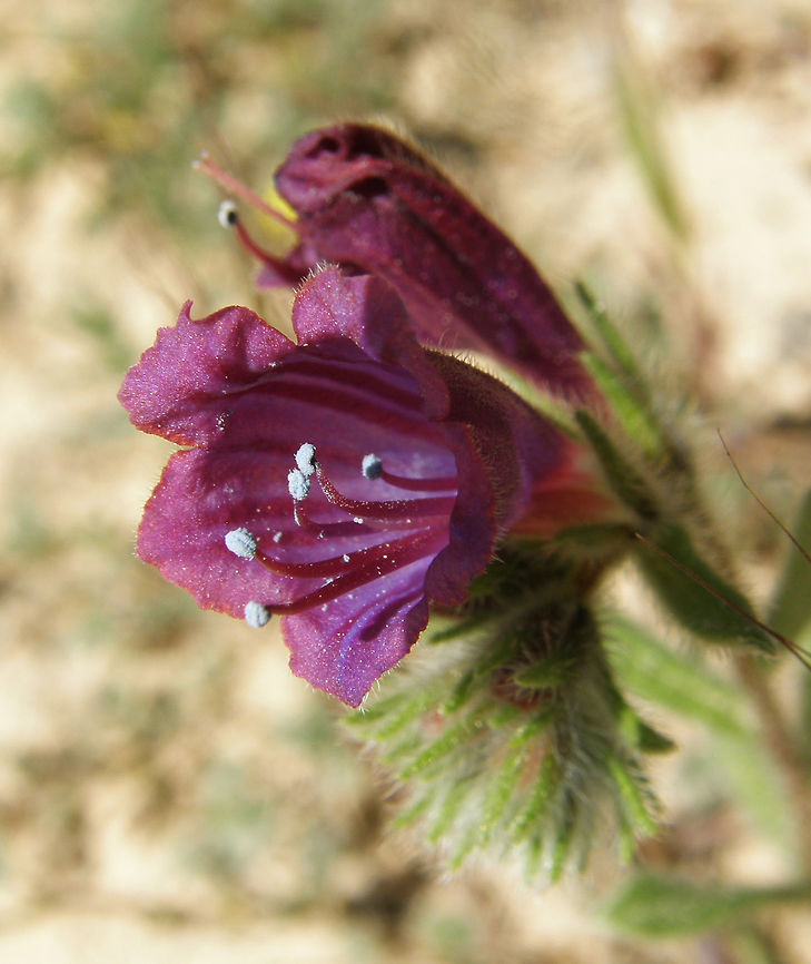 Vipers Bugloss, Vivorera Laguna De La Mata, Torrevieja, Espa&ntilde;a (2012).         <br />
This plant is also present in many parts of the Mediterranean Spain.<br />
Erect herbaceous plant. Basal leaves pinnately nerved ovato-oblong, of 6-18 cm. The upper ones are smaller and are attenuated at the base. The inflorescence is conical. The corolla is pubescent, purplish red in color. The stamens come out of it. Cretan vipers bugloss,Echium creticum,Geotagged,Spain,Spring